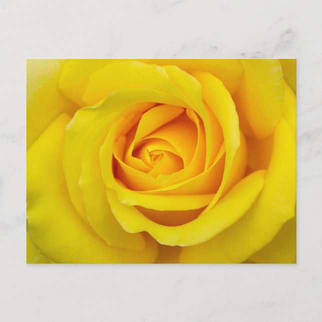 Schöne Gelbe Rose Postkarte (Vorderseite)