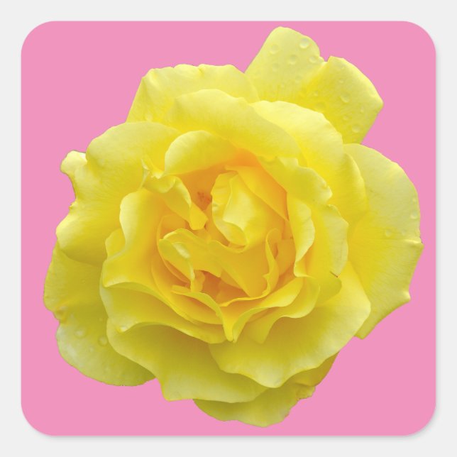 Schöne gelbe Rose Quadratischer Aufkleber (Vorderseite)