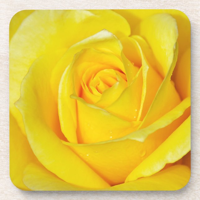Schöne gelbe Rosenblätter Getränkeuntersetzer (Vorderseite)
