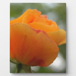 Schöne gelbe Rosenblütenfotografie. Fotoplatte