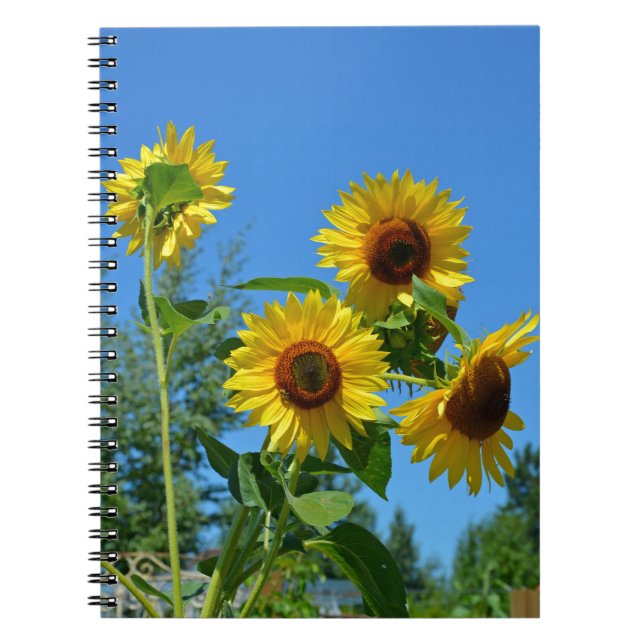 Schöne gelbe Sonnenblumen Notizblock (Vorderseite)