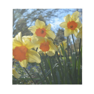 Schöne gelbe und orange Frühlingsnarzissenblumen Notizblock