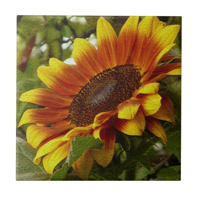 Schöne gelbe und orange Sonnenblumen-Keramikfliese Fliese (Vorderseite)