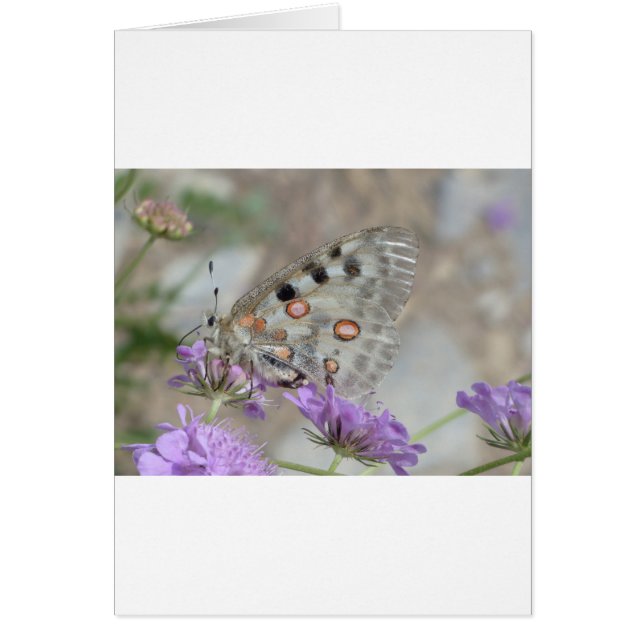 Schöne Gepunktete Butterfly (Vorne)