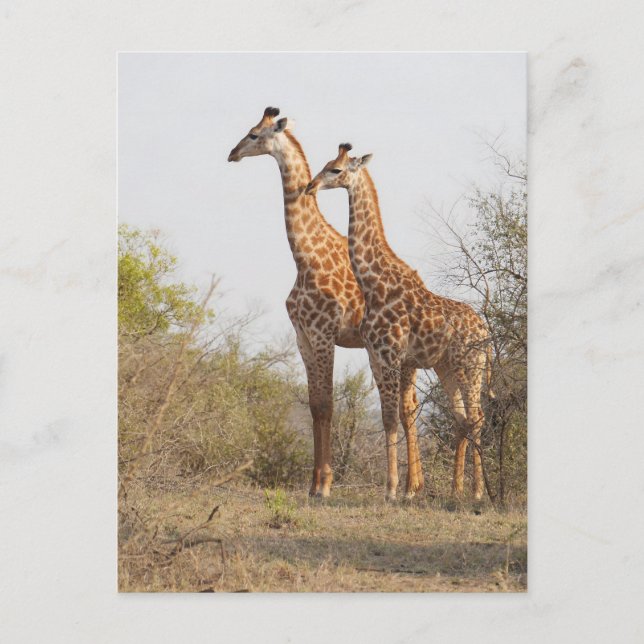 Schöne Giraffe Naturfotografie Postkarte (Vorderseite)