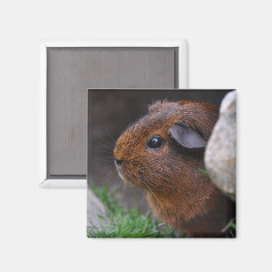 Schöne, glatte Agouti Guinea Pig Behind Rock Magnet