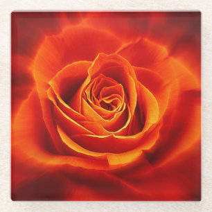Schöne glühende Rote Orange Rose Glasuntersetzer