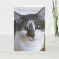 Schöne graue und weiße Katze - Beileid für Haustie