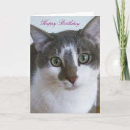 Schöne graue und weiße Katze zum Geburtstag Karte