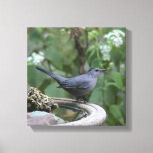 Schöne grauer Catbird-eingewickelte Platte Leinwanddruck