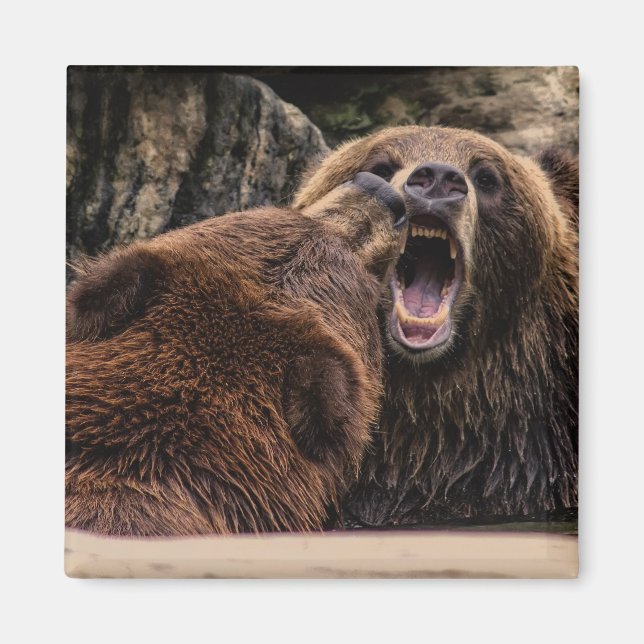 Schöne Grizzlybären Magnet (Vorne)