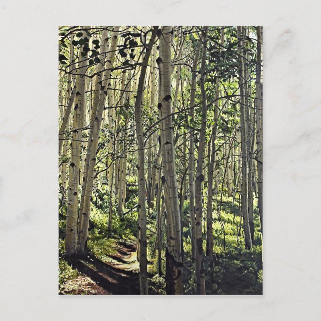 Schöne Grove der Aspen Bäume in Crested Butte Postkarte (Vorderseite)