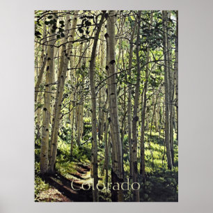 Schöne Grove von Aspen Bäumen in Crested Butte Po Poster