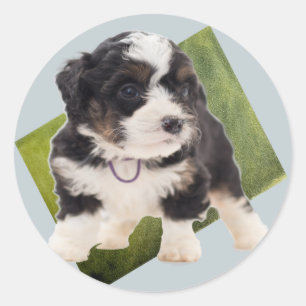 Schöne grüne Bernedoodle Welpe Art  Runder Aufkleber