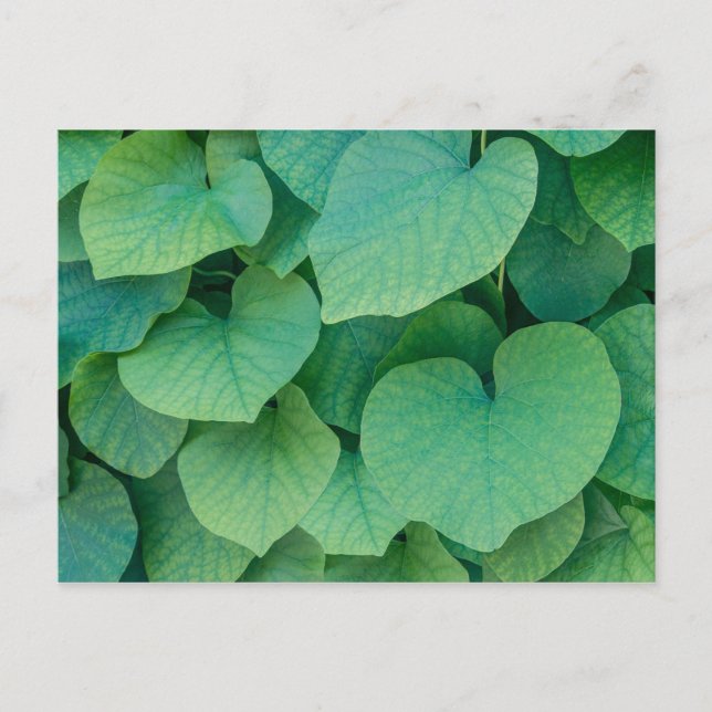 Schöne grüne, herzförmige Blätter Natur Foto Postkarte (Vorderseite)