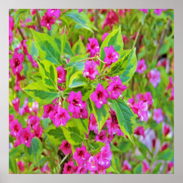 Schöne Grüne Weigela mit Crimson-Blume Poster