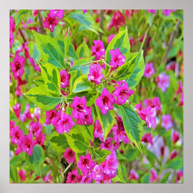 Schöne Grüne Weigela mit Crimson-Blume Poster (Vorne)