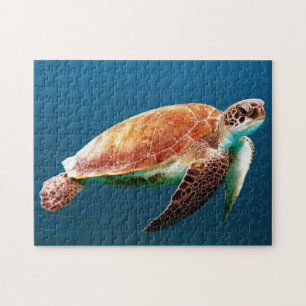 Schöne Grünschildkröte