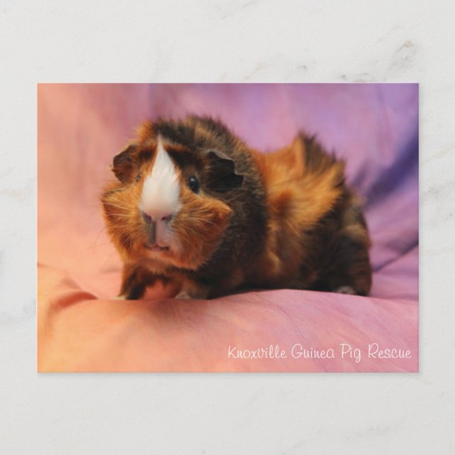 Schöne Guinea Schweinekarte Postkarte (Vorderseite)