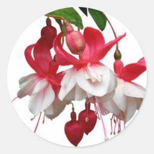 Schöne hängende Fuchsia-Pflanze Runder Aufkleber
