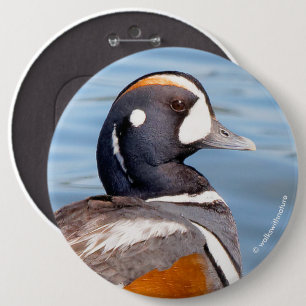Schöne Harlequin-Ente am Felsen Button