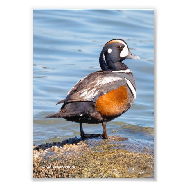 Schöne Harlequin-Ente am Felsen Fotodruck (Vorne)