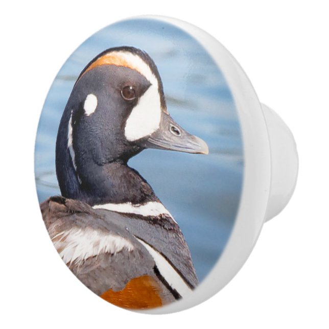 Schöne Harlequin-Ente am Felsen Keramikknauf (Rechts)