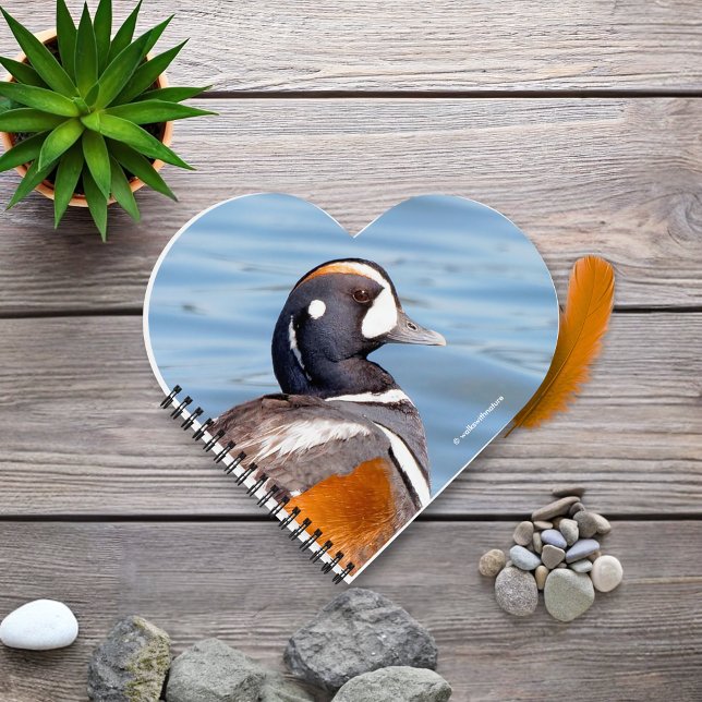 Schöne Harlequin-Ente am Felsen Notizbuch (Beautiful Harlequin Duck at the Beach Journal Cover Photo)