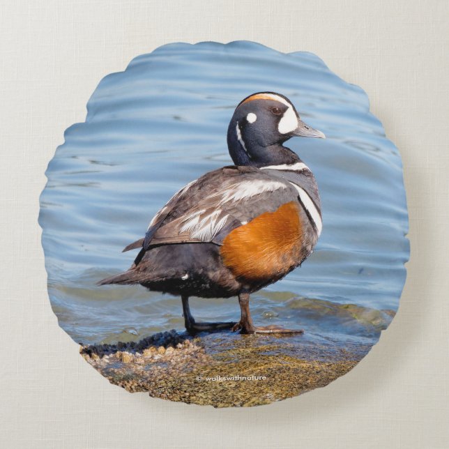 Schöne Harlequin-Ente am Felsen Rundes Kissen (Vorderseite)