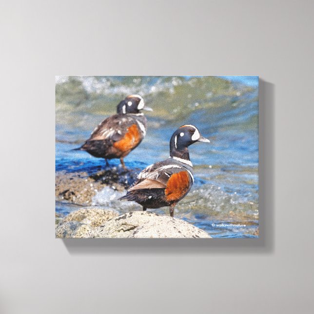 Schöne Harlequin Enten auf den Felsen Leinwanddruck (Vorderseite)