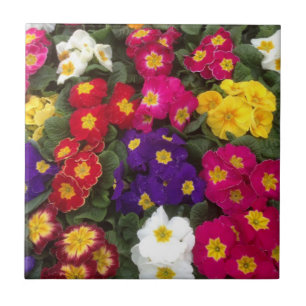 Schöne, helle Polyanthus-Blume Fliese