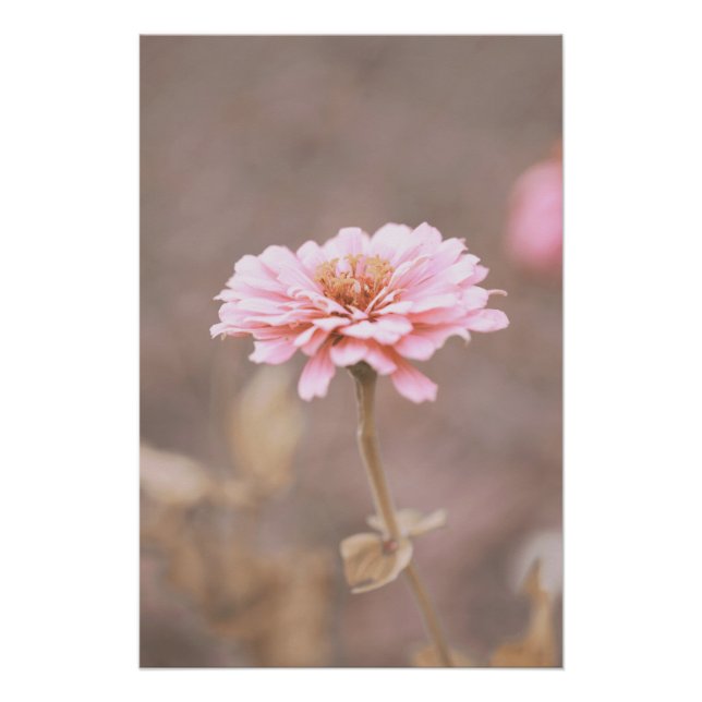 Schöne hellrosa Blume Blossom Blumenstrauß Poster (Vorderseite)