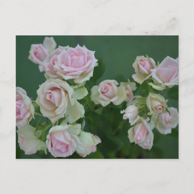 Schöne hellrosa Rose Feiertagspostkarte (Vorderseite)