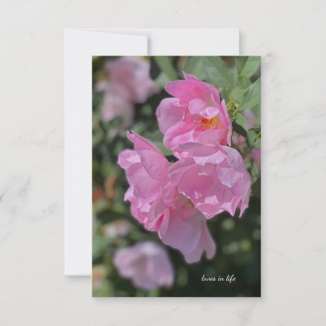 Schöne hellrosa Rose Mitteilungskarte (Vorderseite)