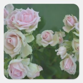 Schöne hellrosa Rose Quadratischer Aufkleber