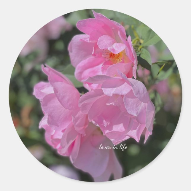 Schöne hellrosa Rose Runder Aufkleber (Vorderseite)
