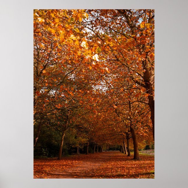 Schöne Herbstbäume Poster (Vorne)