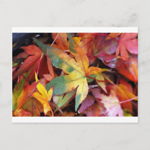Schöne Herbstblätter drucken Postkarte