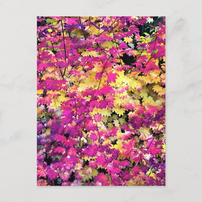 Schöne Herbstblätter Postkarte (Vorderseite)