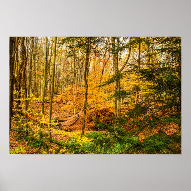 Schöne Herbstfarben Bäume Wald Poster (Vorne)