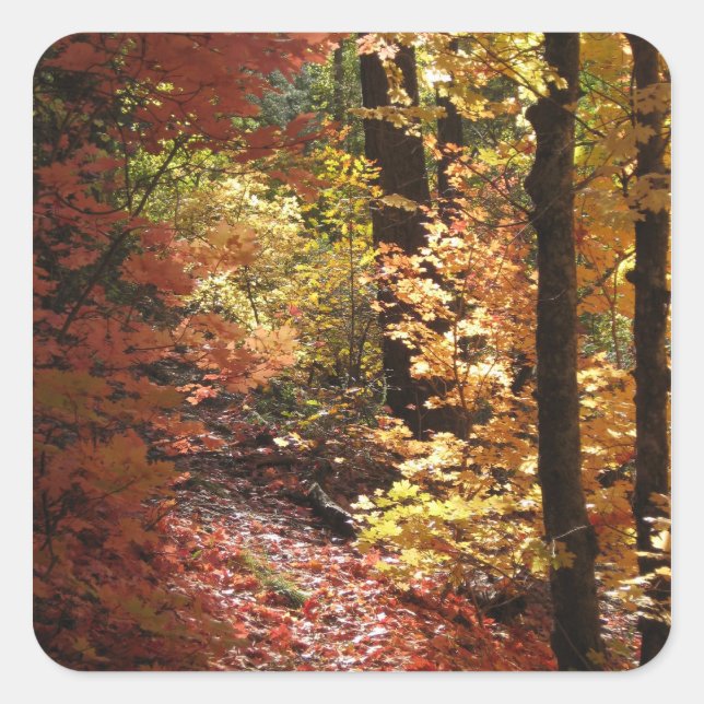 Schöne Herbstwälder (1) Aufkleber (Vorderseite)