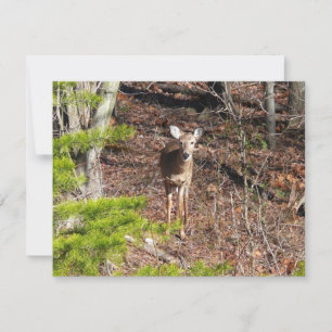 Schöne Hirsche in der Waldnaturfotografie
