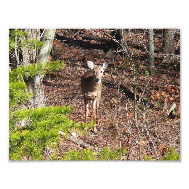 Schöne Hirsche in der Waldnaturfotografie Fotodruck (Vorne)