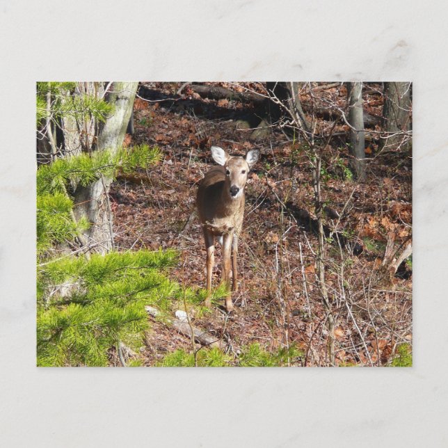 Schöne Hirsche in der Waldnaturfotografie Postkarte (Vorderseite)