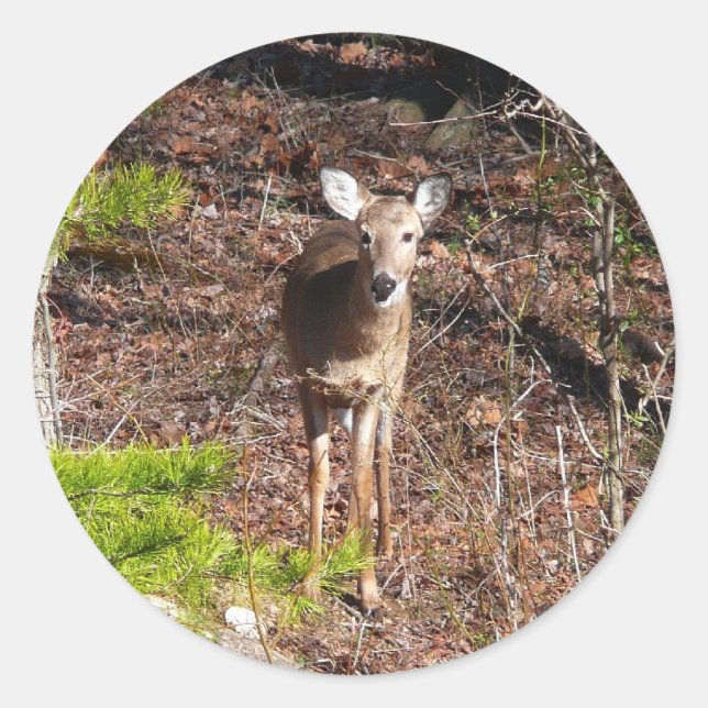 Schöne Hirsche in der Waldnaturfotografie Runder Aufkleber (Vorderseite)