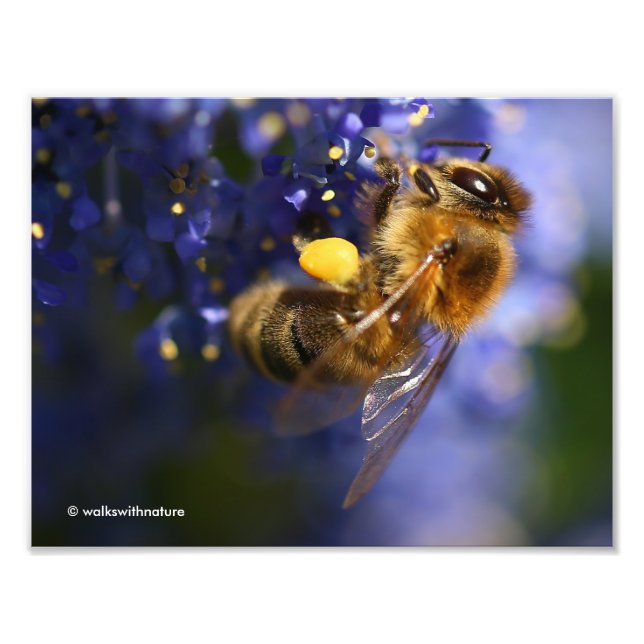 Schöne Honeybee auf der California Lilac Fotodruck (Vorne)