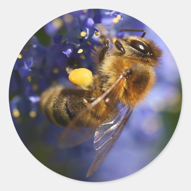 Schöne Honeybee auf der California Lilac Runder Aufkleber (Vorderseite)