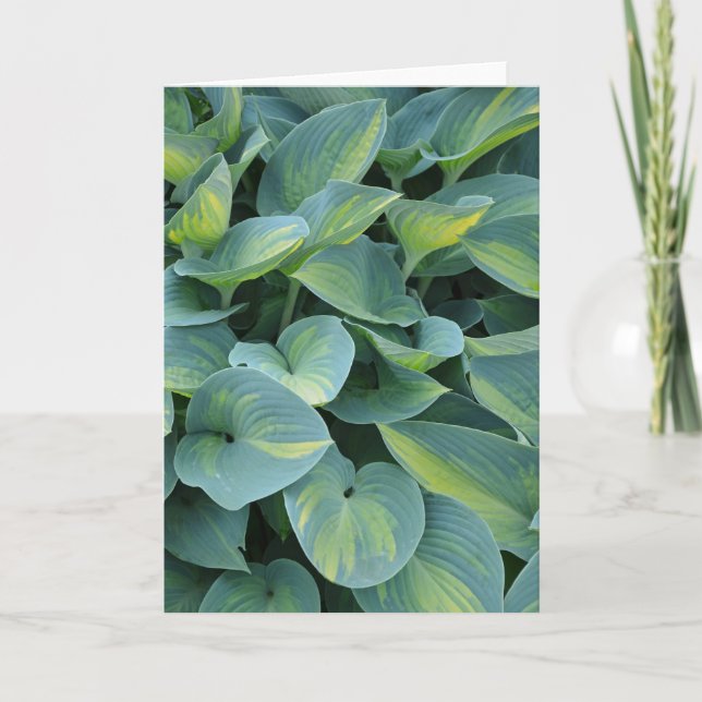 Schöne hosta Pflanze Grußkarte Karte (Vorderseite)