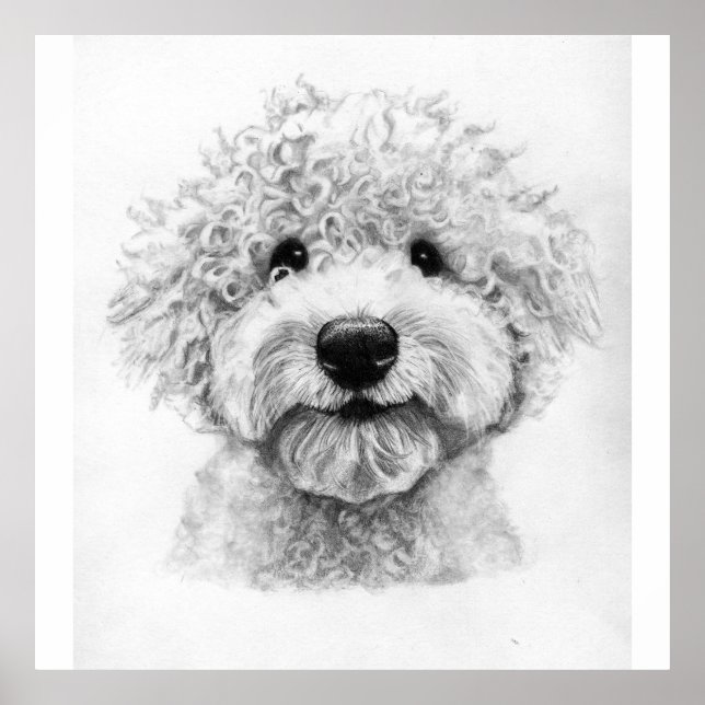 Schöne Hundskizze, Lagotto Poster (Vorne)