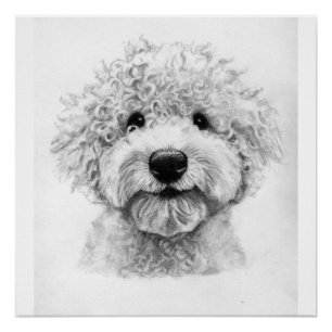Schöne Hundskizze, Lagotto Poster